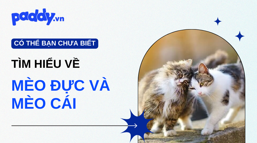 Bạn Nên Nuôi Mèo Đực Hay Mèo Cái Trong Nhà?