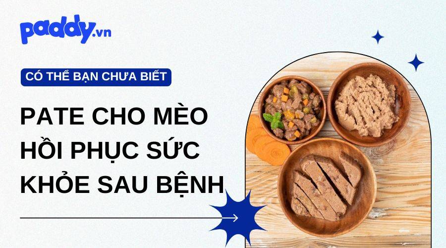 Mèo mới ốm dậy nên ăn gì? Gợi ý các loại pate cho mèo hồi phục sức khỏe sau bệnh
