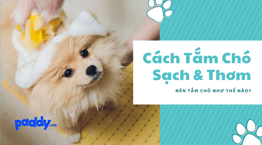 Hướng Dẫn Cách Tắm Cho Chó Sạch Sẽ, Thơm Tho