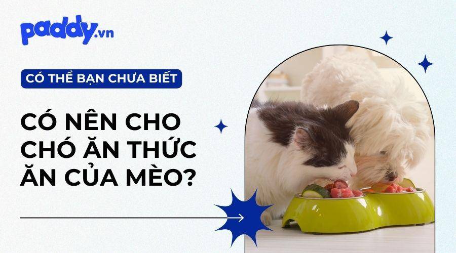 Chó Có Ăn Được Thức Ăn Của Mèo Không?