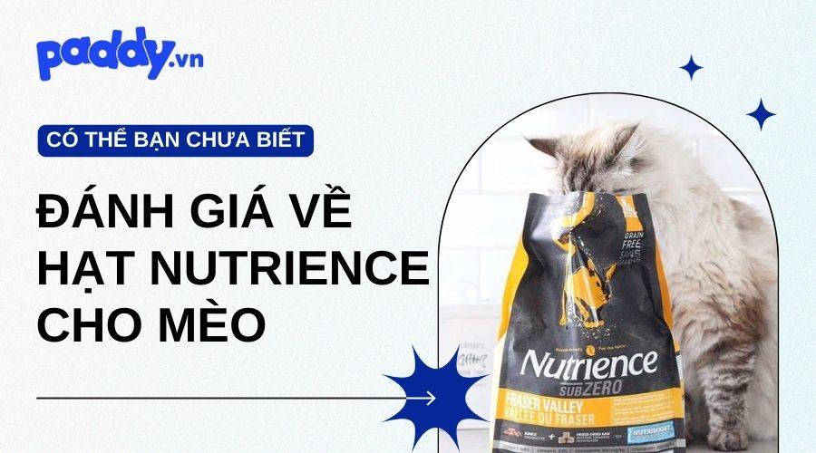 Nguồn Gốc, Thành Phần Và Đánh Giá Về Hạt Nutrience Cho Mèo