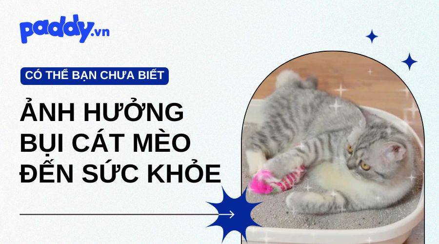 Ảnh Hưởng Của Bụi Cát Mèo Đến Sức Khỏe Của Mèo Và Người