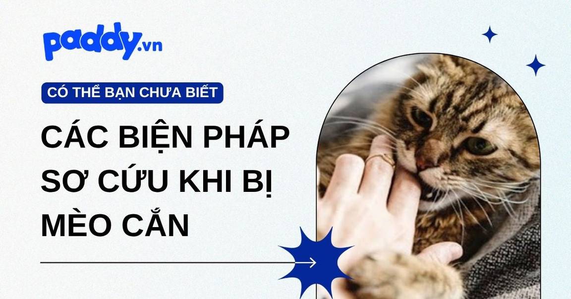 Các biện pháp sơ cứu khi bị mèo cắn để tránh nhiễm trùng