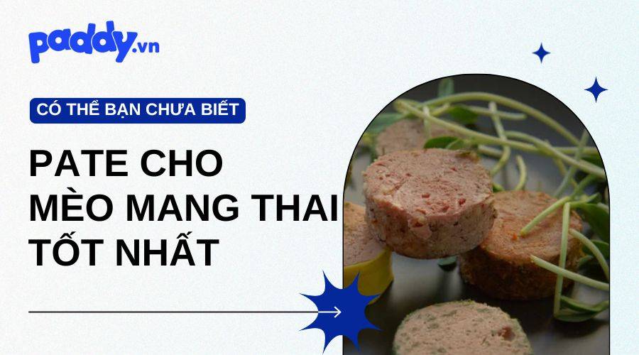 Review Các Loại Pate Cho Mèo Mang Thai Tốt Nhất