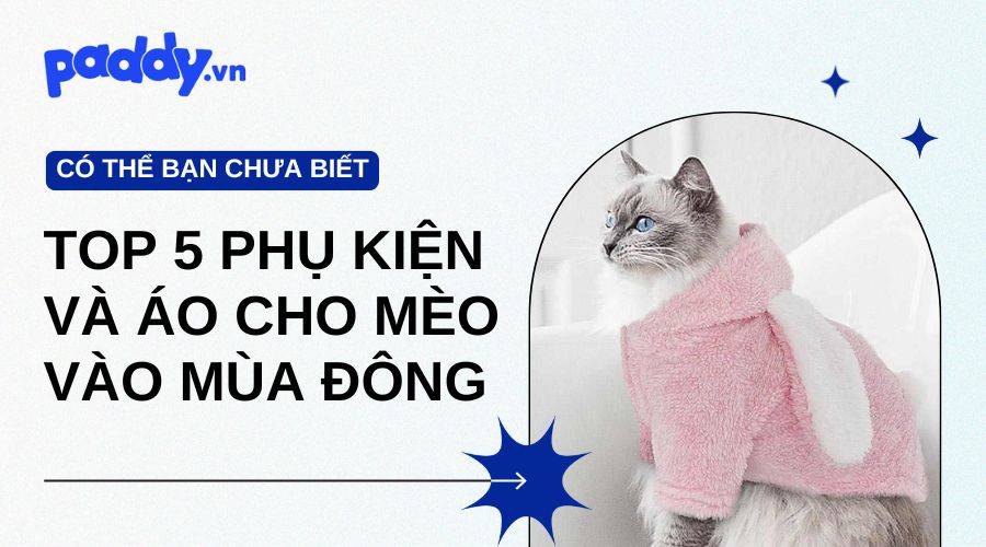 5 Mẫu Phụ Kiện Và Áo Cho Mèo Mùa Đông Đáng Yêu Nhất