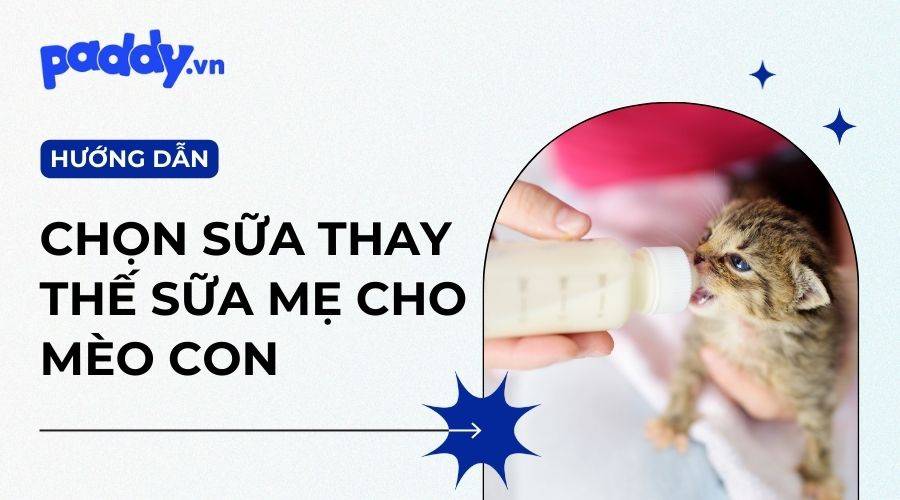 Cách Chăm Mèo Con Mất Mẹ