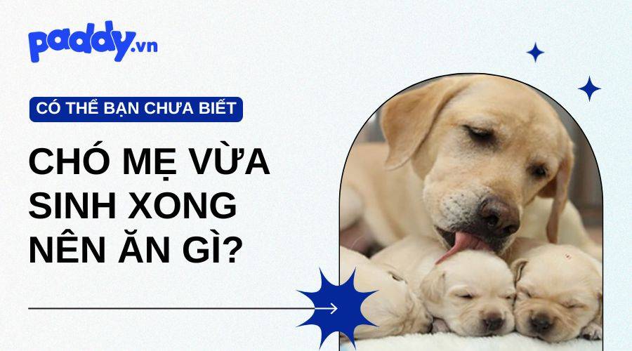 Chó Mẹ Vừa Sinh Xong Nên Ăn Gì?