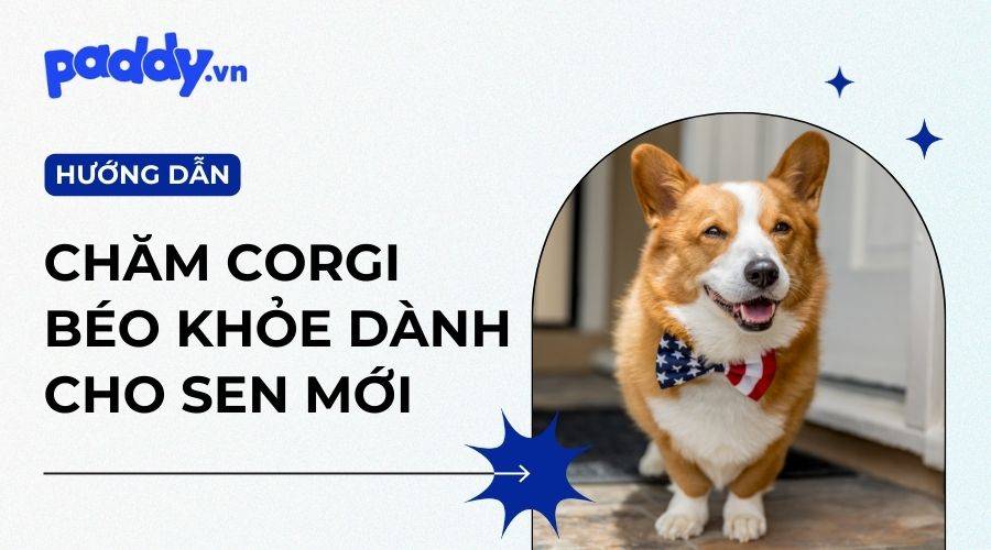 Chó Corgi Ăn Gì Để Có Sức Khỏe Tốt?