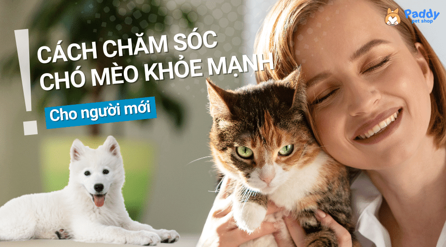 Hướng dẫn cách chăm sóc chó mèo luôn khỏe mạnh cho người mới