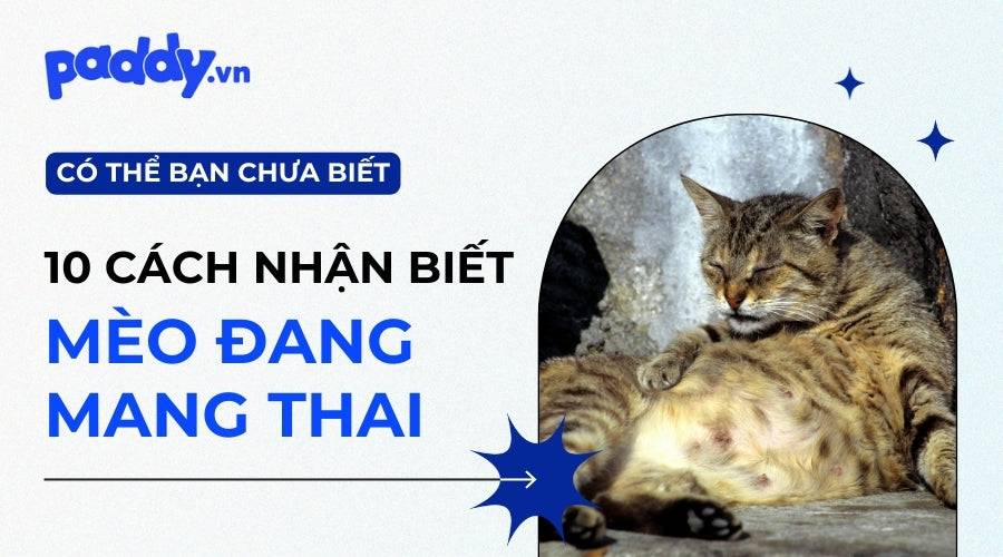10 Điểm Nhận Biết Mèo Đang Mang Thai, Có Bầu