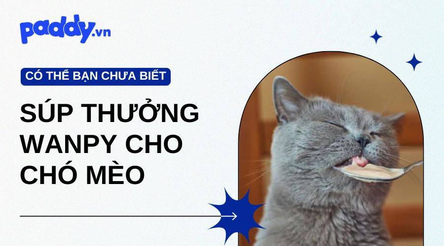 Review Súp Thưởng Wanpy Cho Chó Mèo