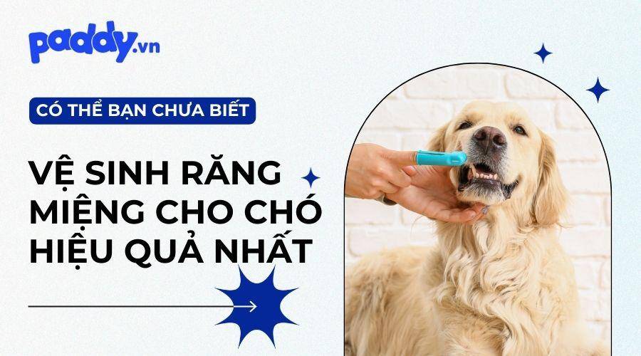 Top 10 sản phẩm vệ sinh răng miệng cho chó
