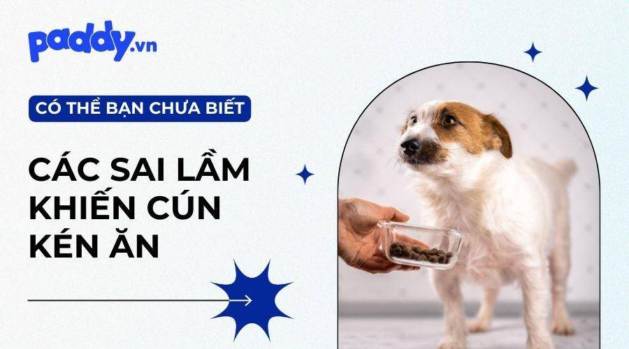 Nguyên nhân và cách khắc phục chó kén ăn hiệu quả
