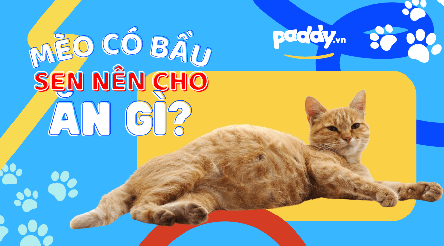 Mèo Bầu Nên Và Không Nên Cho Ăn Gì?