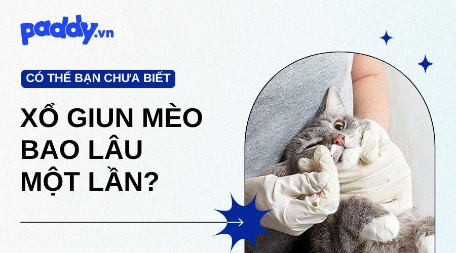 Bao Lâu Nên Xổ Giun Cho Mèo Một Lần?