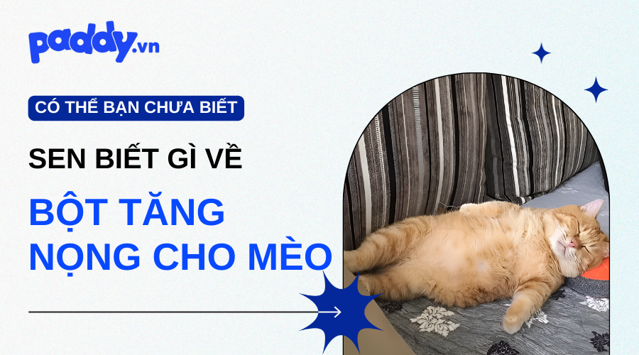 Bột Tăng Nọng Cho Mèo Có Tốt Không?