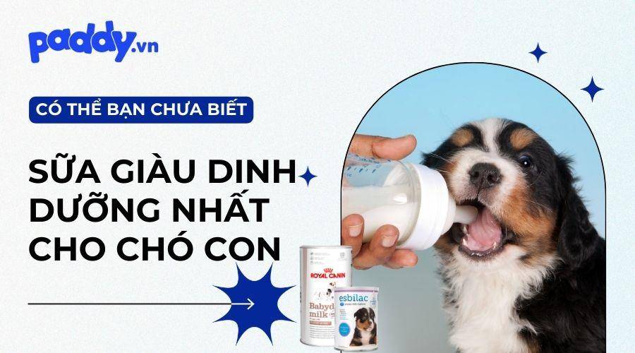 Top 10 loại sữa giàu dinh dưỡng cho chó con tốt nhất hiện nay