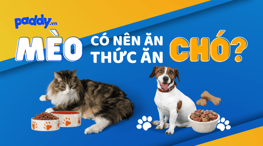 Mèo có ăn được thức ăn của chó không?
