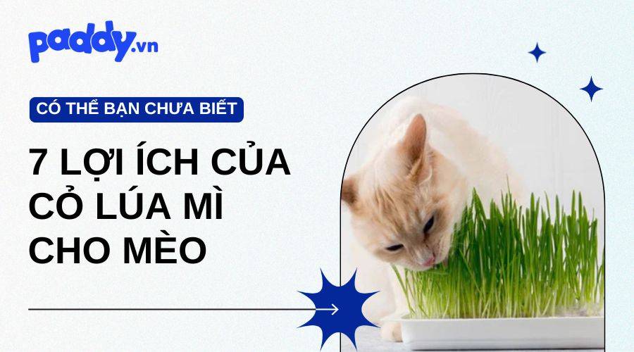 7 Lợi Ích Cỏ Lúa Mì Cho Mèo Bạn Không Nên Bỏ Qua
