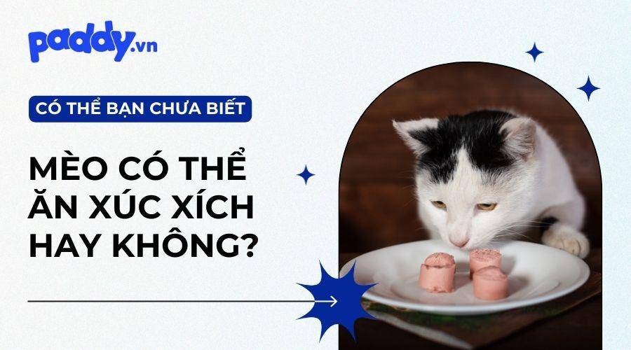 Mèo Có Thể Ăn Xúc Xích Không?