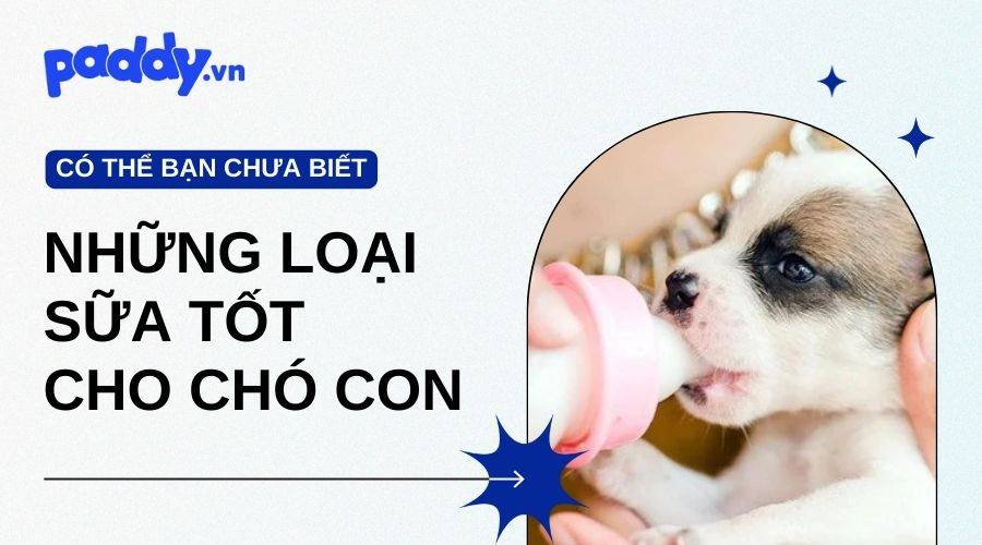 Chó Con Uống Sữa Gì? Những Loại Sữa Tốt Dành Cho Chó Con