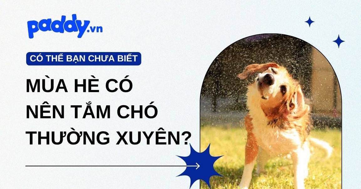 Có nên tắm cho chó thường xuyên vào mùa hè?