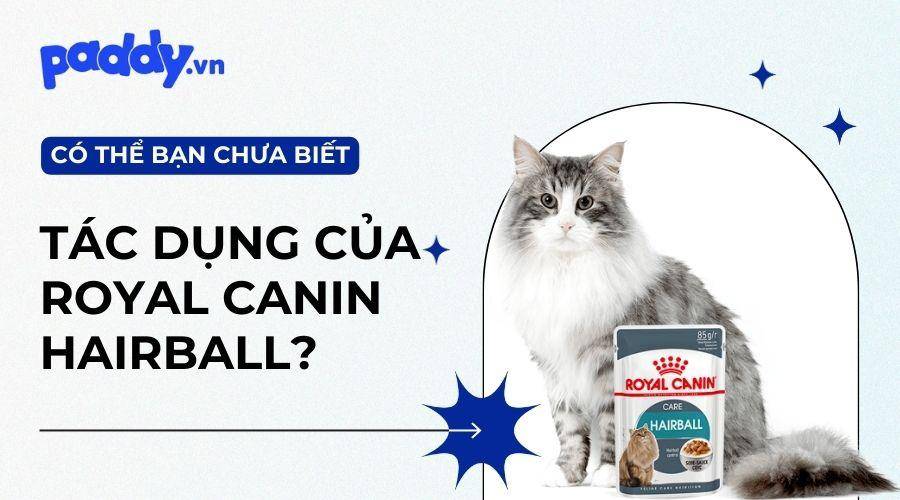 Lợi Ích Bất Ngờ Khi Cho Mèo Sử Dụng Royal Canin Hairball