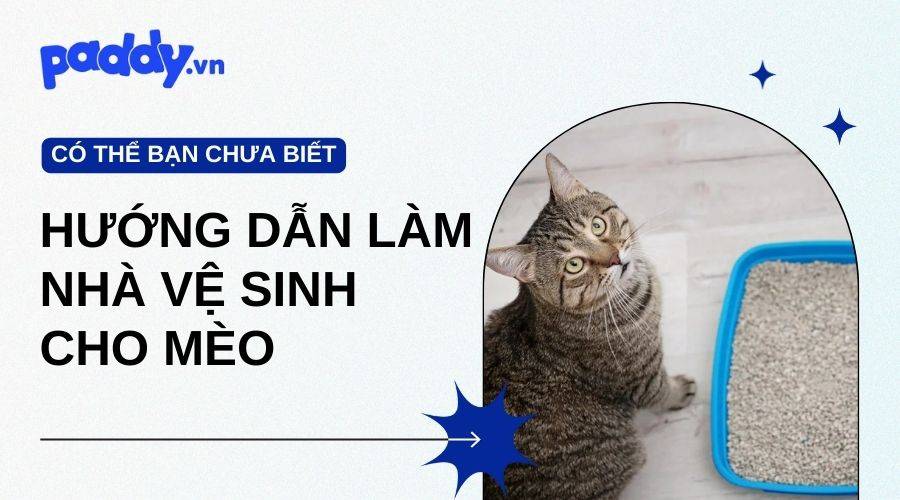 Hướng Dẫn Tự Làm Nhà Vệ Sinh Cho Mèo Khử Mùi Hiệu Quả