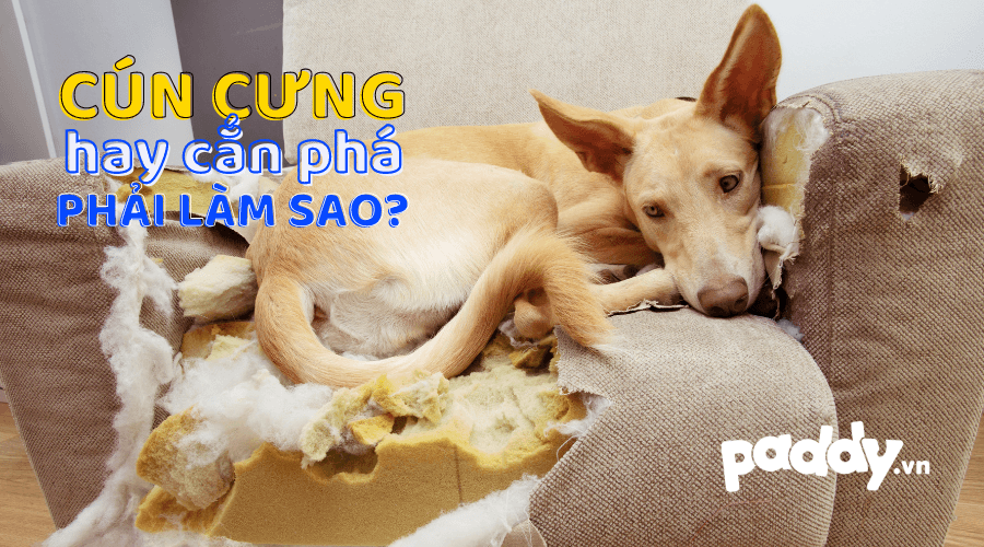 Cách Đối Phó Khi Chó Cắn Phá Đồ