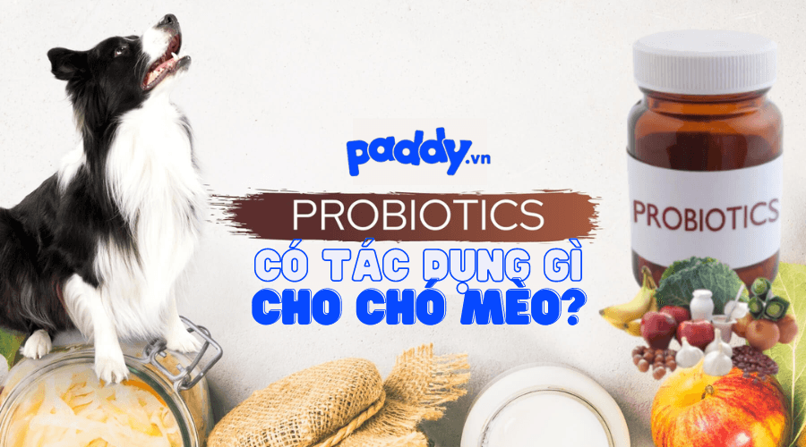 Tại Sao Nên Bổ Sung Probiotic Cho Chó Mèo?
