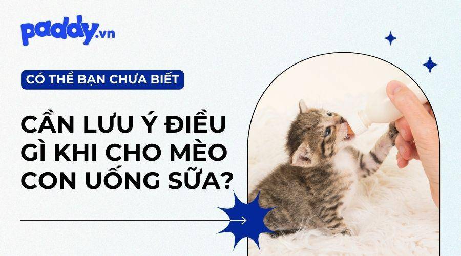 Những Lưu Ý Khi Bổ Sung Sữa Cho Mèo Con