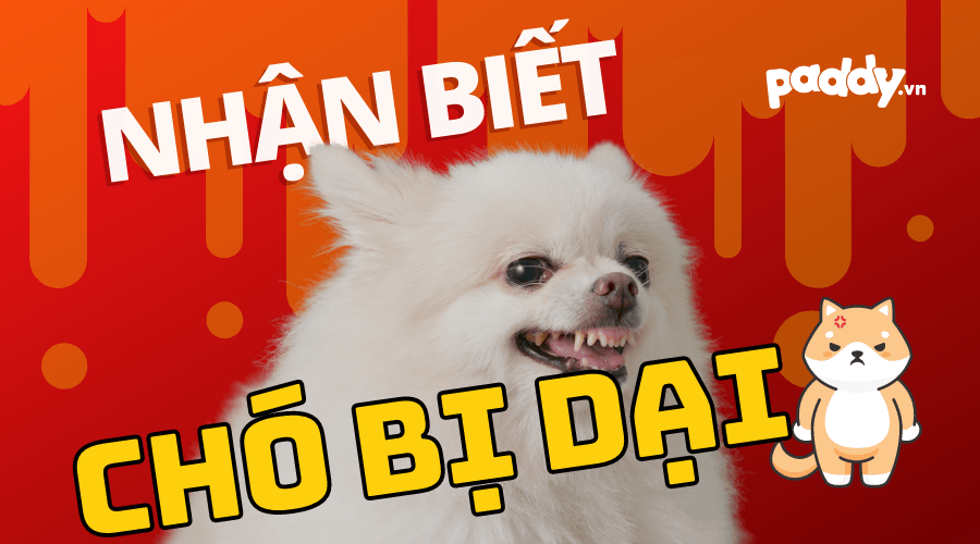 Dấu Hiệu Chó Bị Bệnh Dại Và Cách Chữa Trị