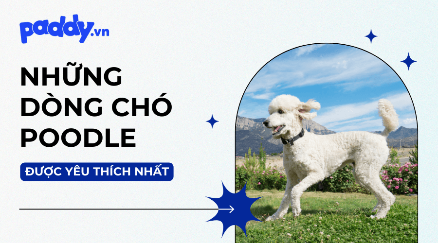 Các Dòng Chó Poodle Được Yêu Thích Nhất
