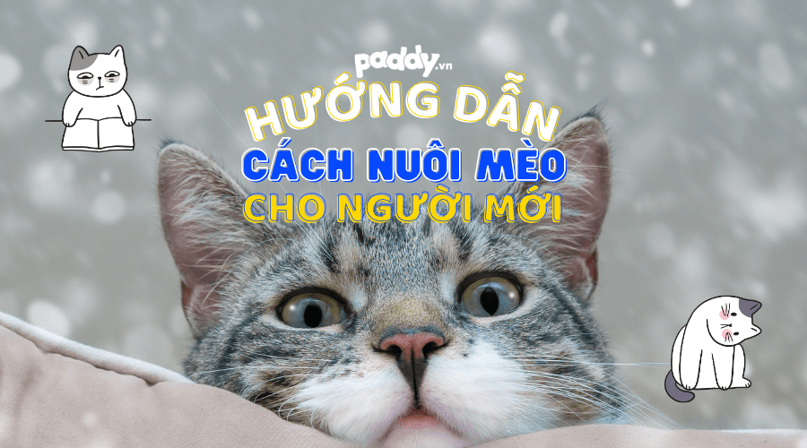 Hướng Dẫn Cách Nuôi Mèo Dành Cho Người Mới