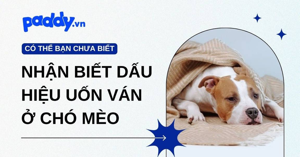 Dấu hiệu uốn ván ở chó mèo: Nhận biết sớm và xử lý kịp thời