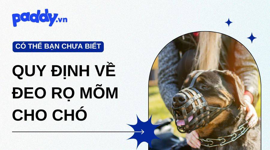 Quy định về đeo rọ mõm cho chó chủ nuôi cần phải biết