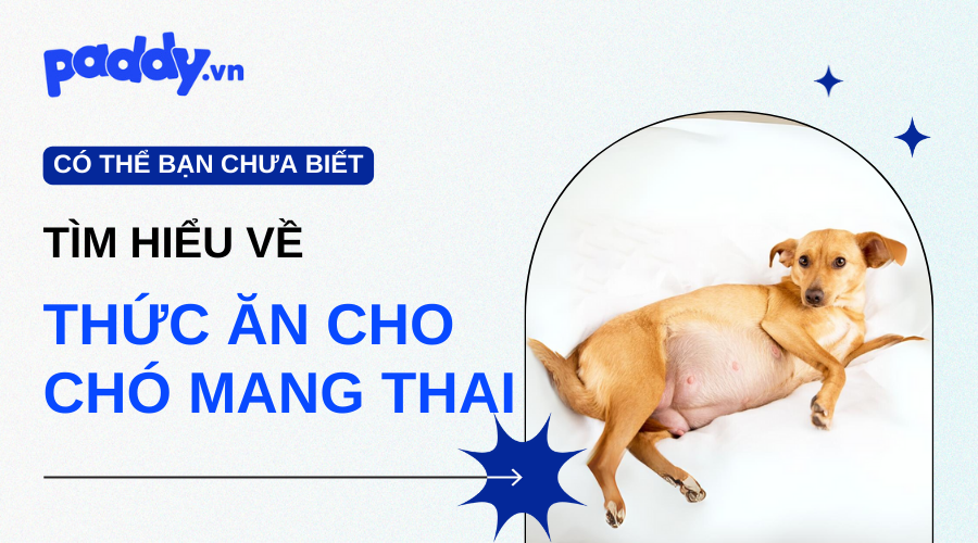 Thức Ăn Cho Chó Mang Thai Đầy Đủ Dinh Dưỡng