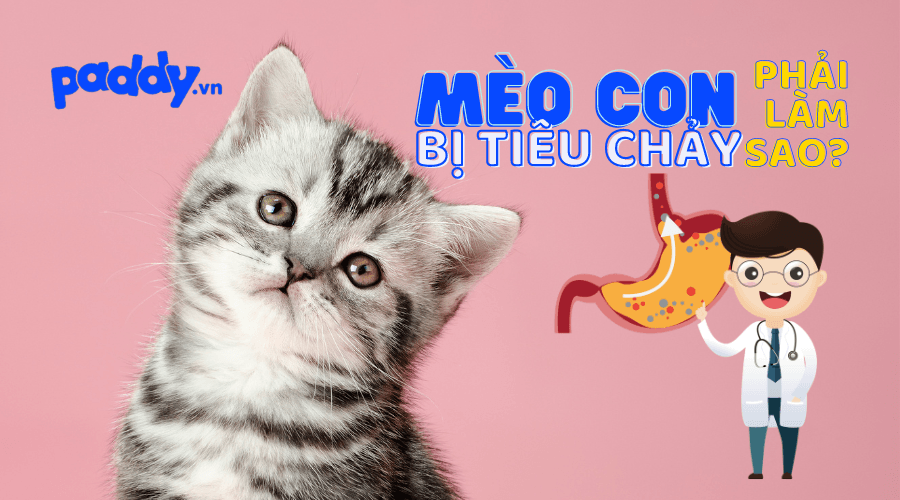 Chữa Trị Mèo Con Bị Tiêu Chảy Tại Nhà An Toàn