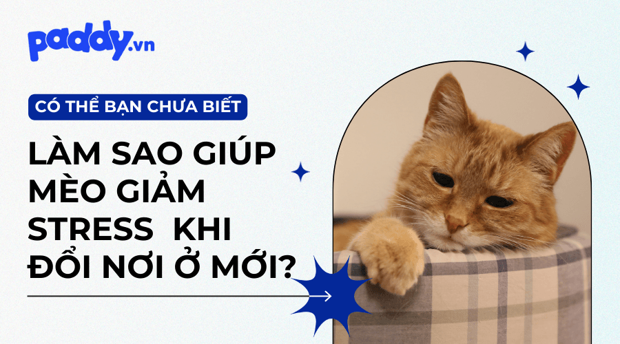 Cách Giúp Mèo Giảm Căng Thẳng Sau Khi Chuyển Chỗ Mới
