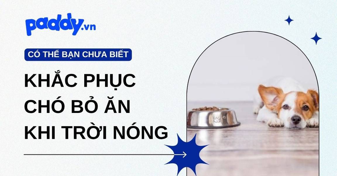 Nguyên nhân và cách khắc phục chó bỏ ăn khi trời nóng hiệu quả