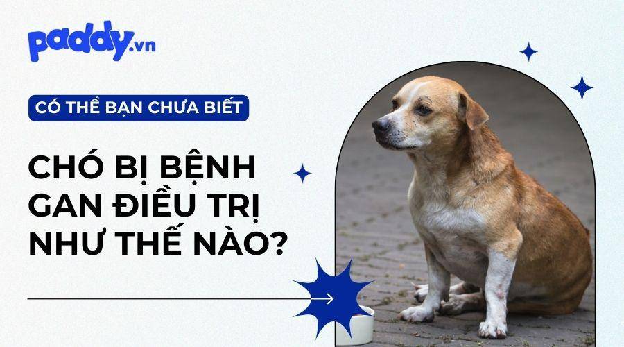 Bệnh Gan Ở Chó Và Cách Điều Trị