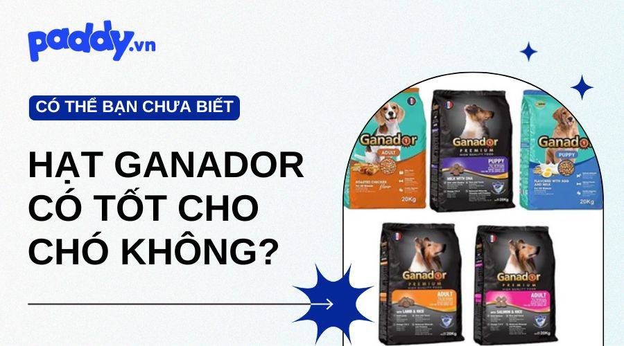 Hạt Ganador Có Tốt Cho Chó Không?