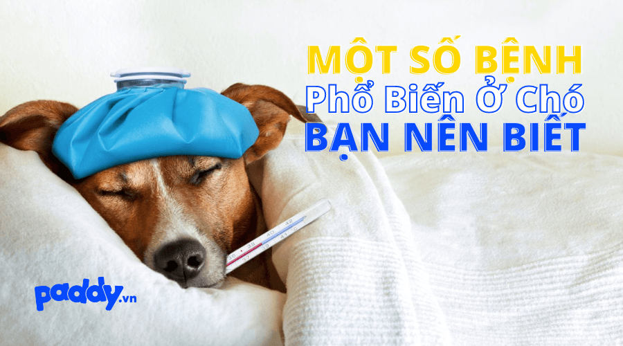 Một Số Bệnh Phổ Biến Ở Chó Bạn Nên Biết
