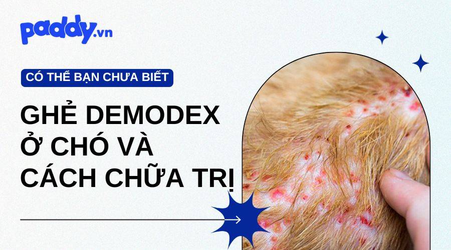 Nguyên Nhân Gây Nên Ghẻ Demodex Ở Chó Và Cách Chữa Trị