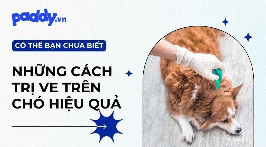 Top 10 các loại thuốc trị ve cho chó tốt nhất hiện nay