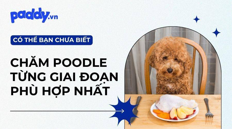 Tổng Hợp Các Loại Thức Ăn Cho Chó Poodle Theo Từng Giai Đoạn