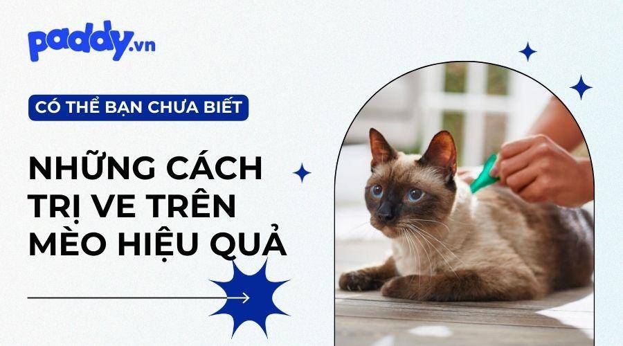 Top 10 các loại thuốc trị ve cho mèo tốt nhất hiện nay
