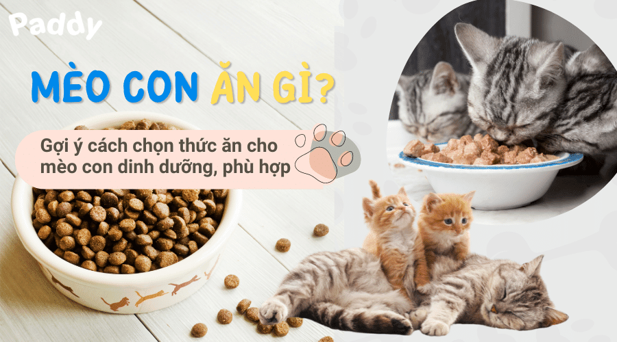 Mèo con ăn gì? Gợi ý cách chọn thức ăn cho mèo con phù hợp