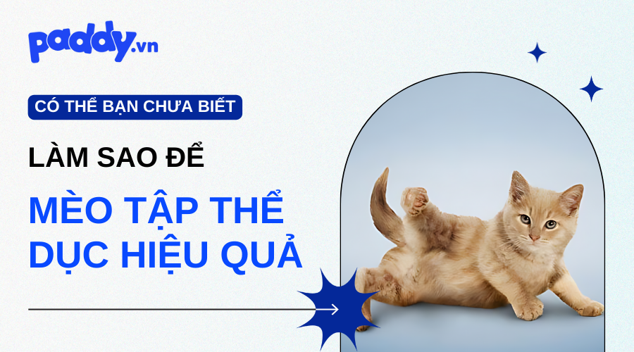 Cách Thúc Đẩy Mèo Tập Thể Dục Và Vận Động Hiệu Quả