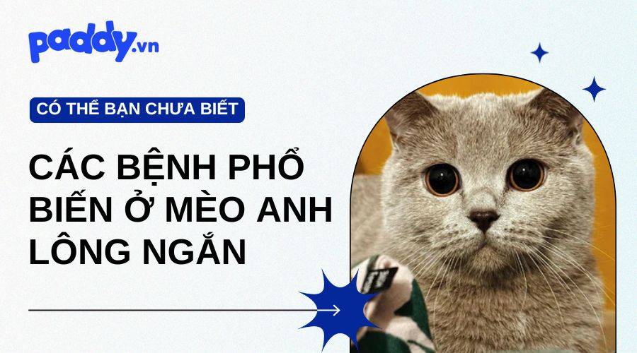 Các Bệnh Thường Gặp Ở Mèo Anh Lông Ngắn